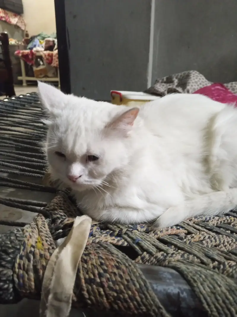 zarat hy — photo 3