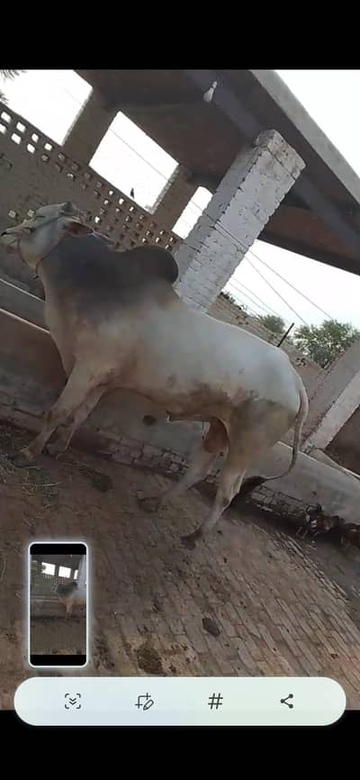 two male buffalo khatty for sale | 3 years old | 13 Mann Meat