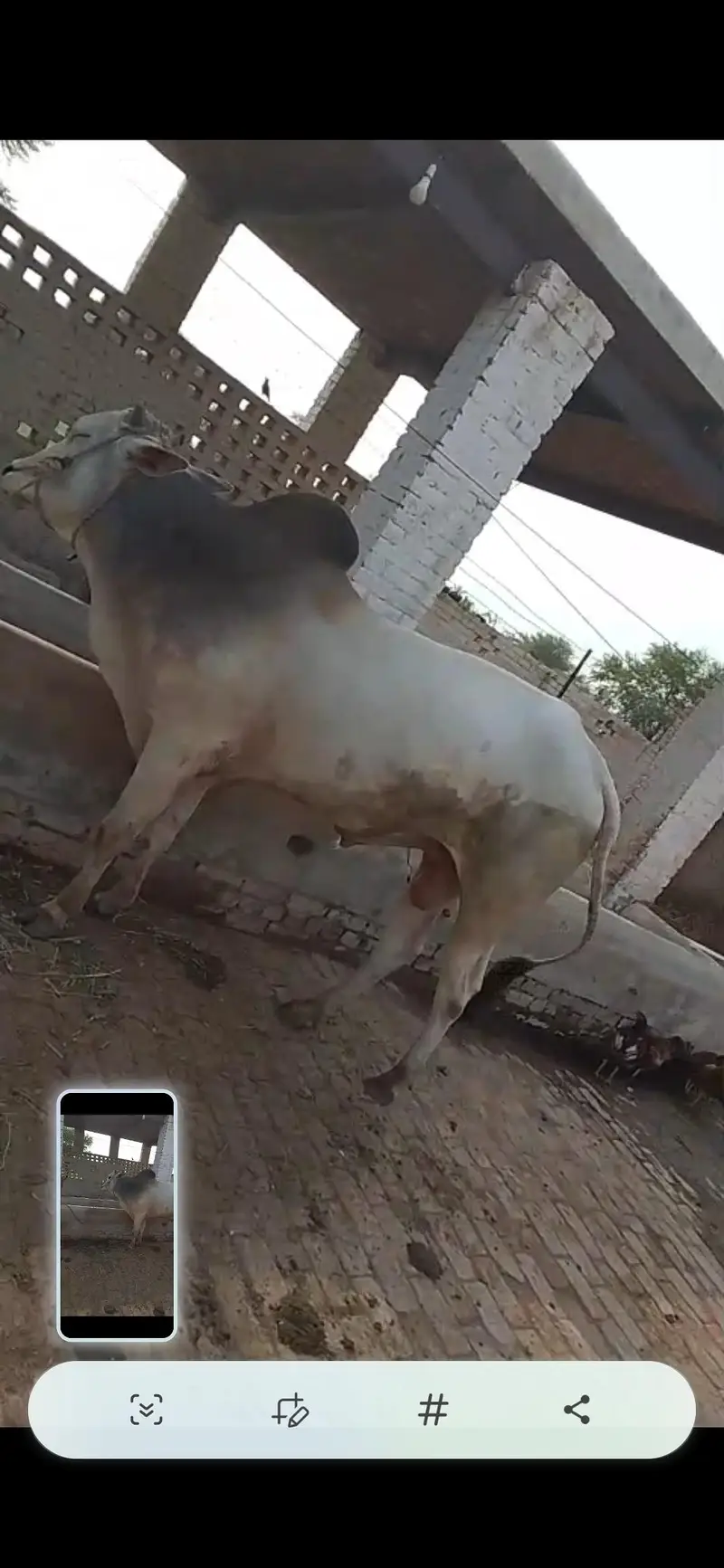 two male buffalo khatty for sale | 3 years old | 13 Mann Meat