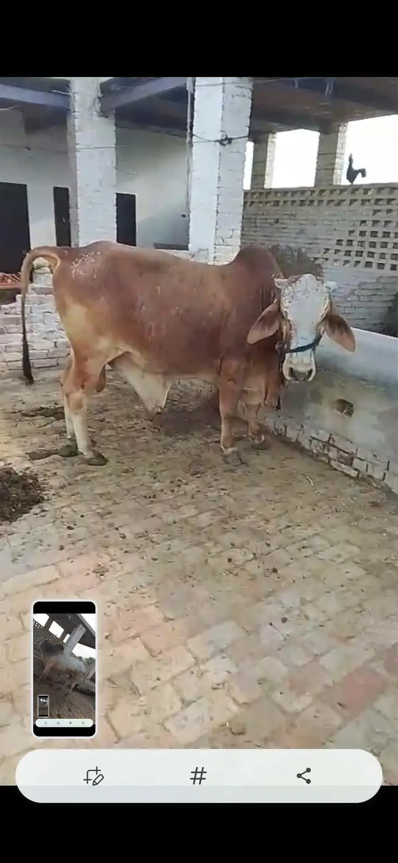 two male buffalo khatty for sale | 3 years old | 13 Mann Meat — photo 2