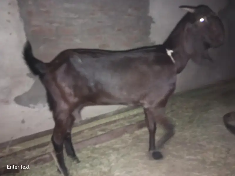 beatal bKri rabta 03415019049 — photo 2