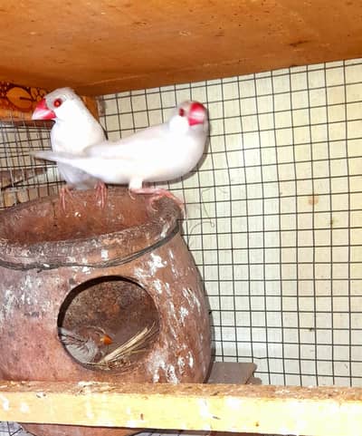 Opal Java 2 breeder pair with fertile eggs  0.3. 0.4. 4.9. 7.6. 2.2. 0