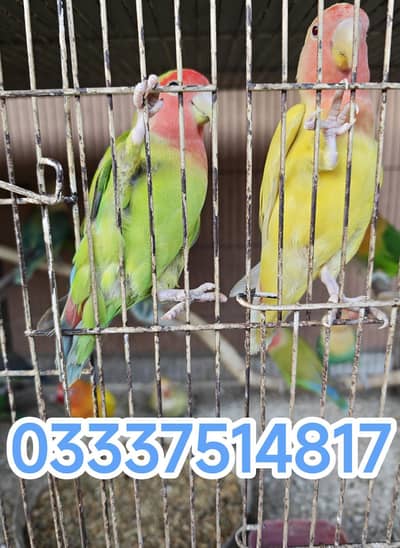 Lovebirds palefallow and ino