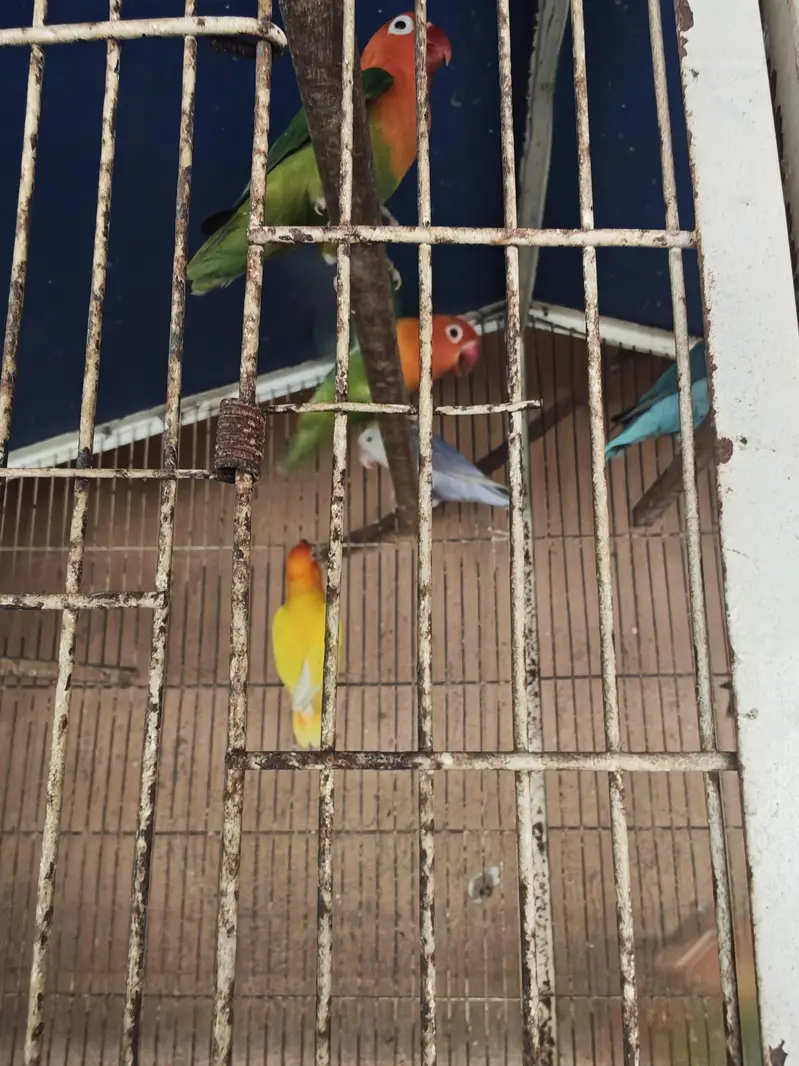 Lovebirds palefallow and ino — photo 2