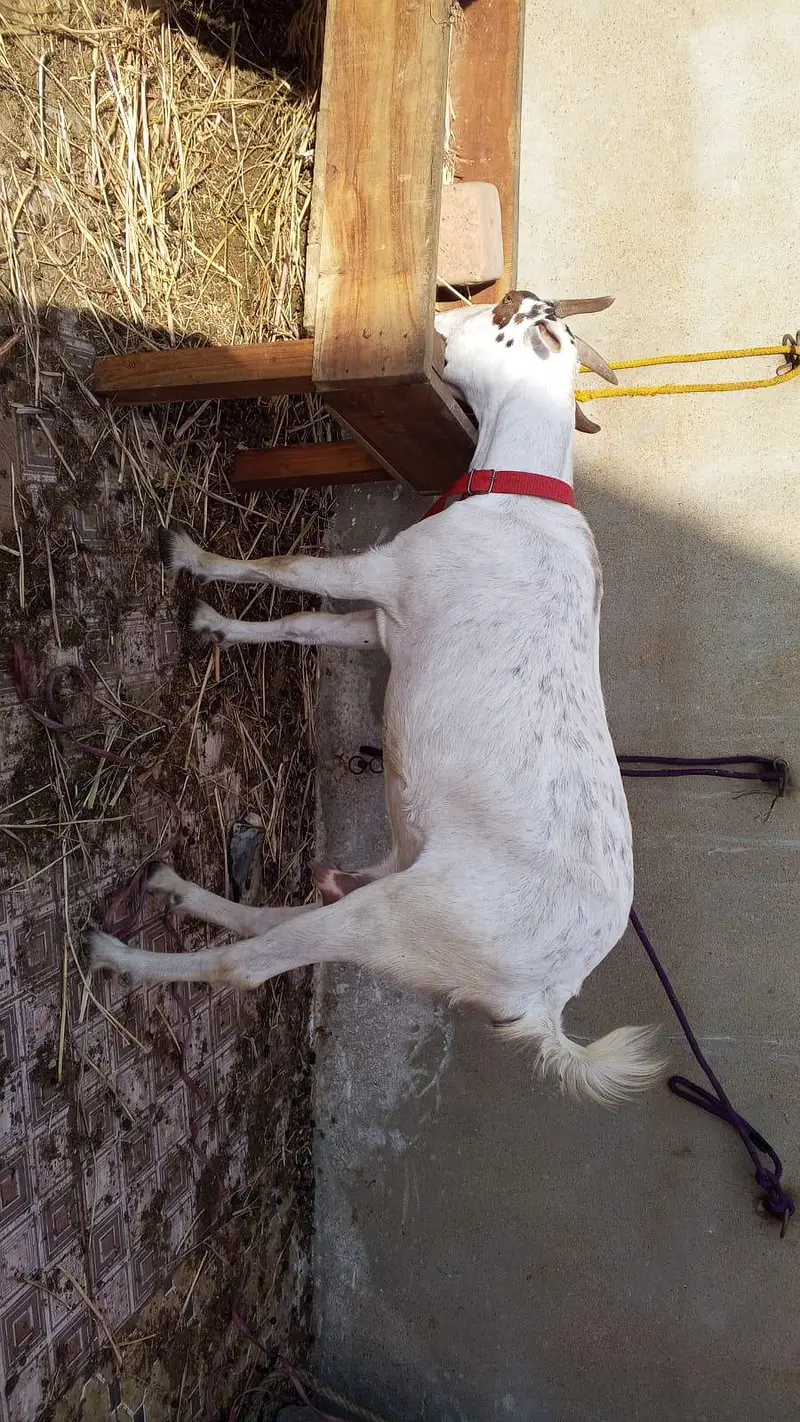 6 dant bakri dhoodh wali Roz ka ada kilo dhoodh lagi howi hy conf — photo 2