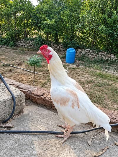 White Aseel for sale