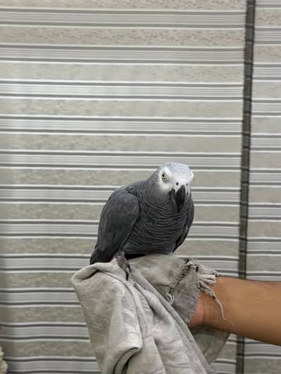 African grey tame talking male available all ok