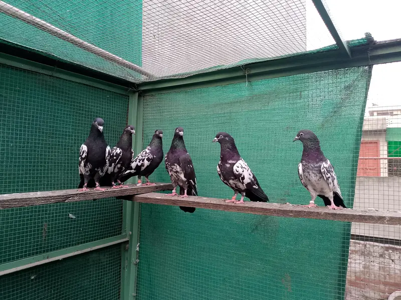 Indian Rampuri jora — photo 2