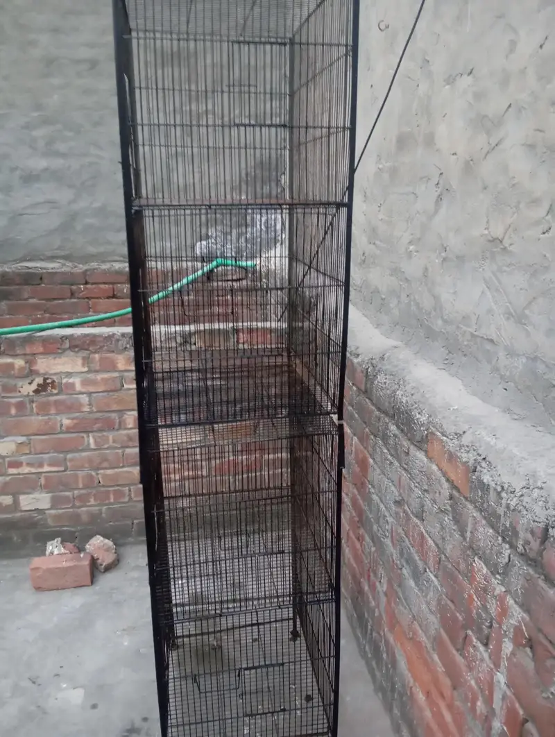 Birds Cage 4 portion — photo 4