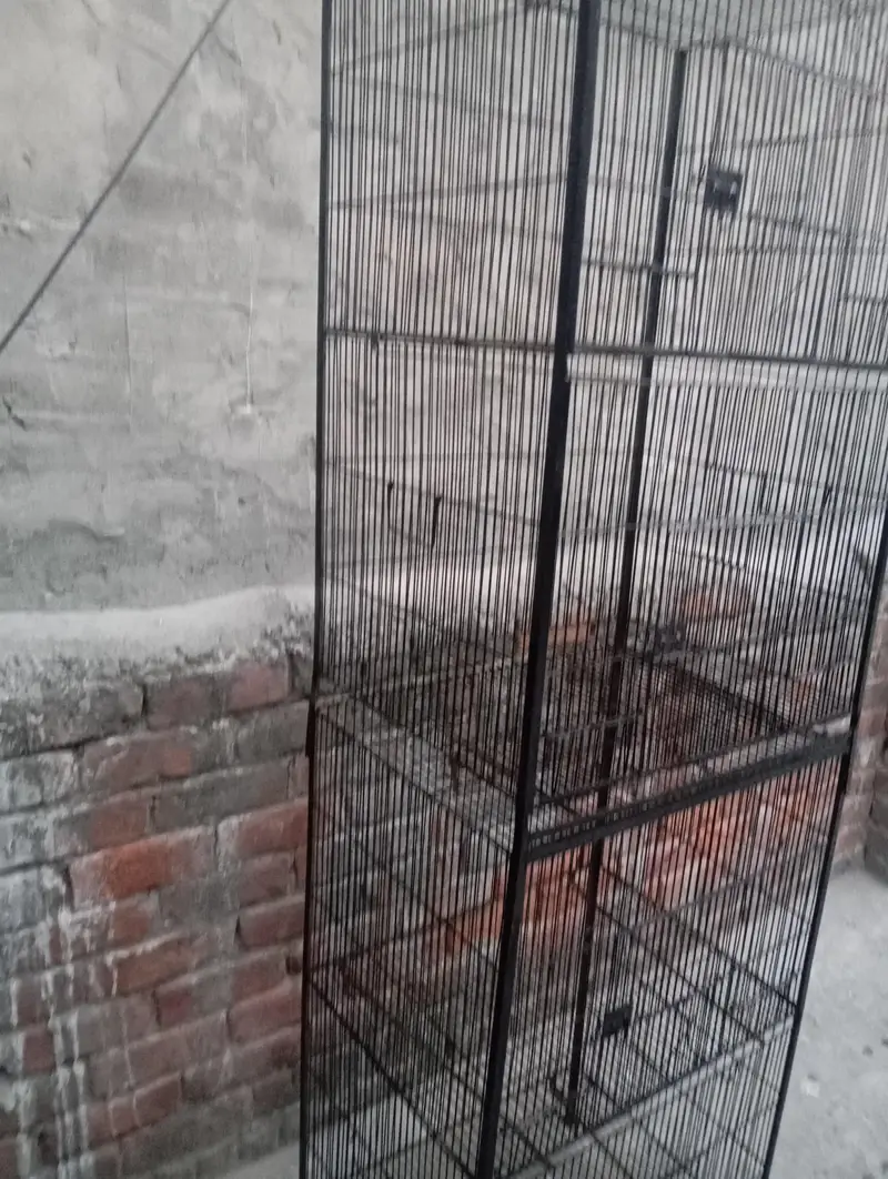 Birds Cage 4 portion — photo 5
