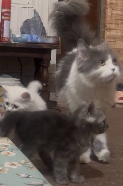 Triple coat Persian kittens