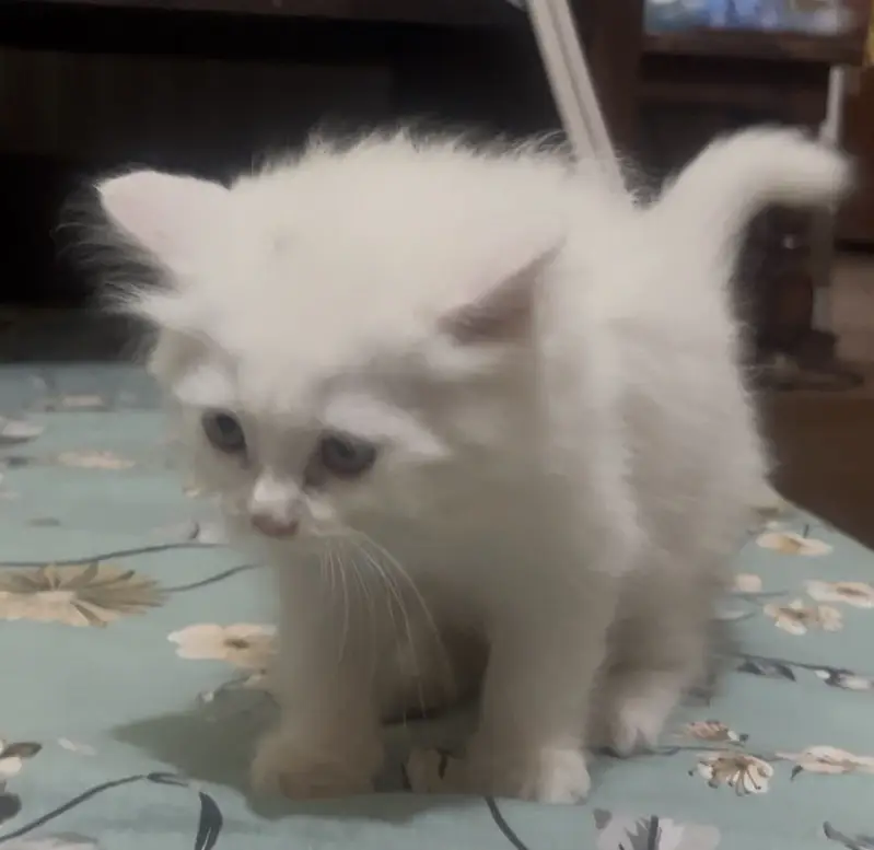 Triple coat Persian kittens — photo 2