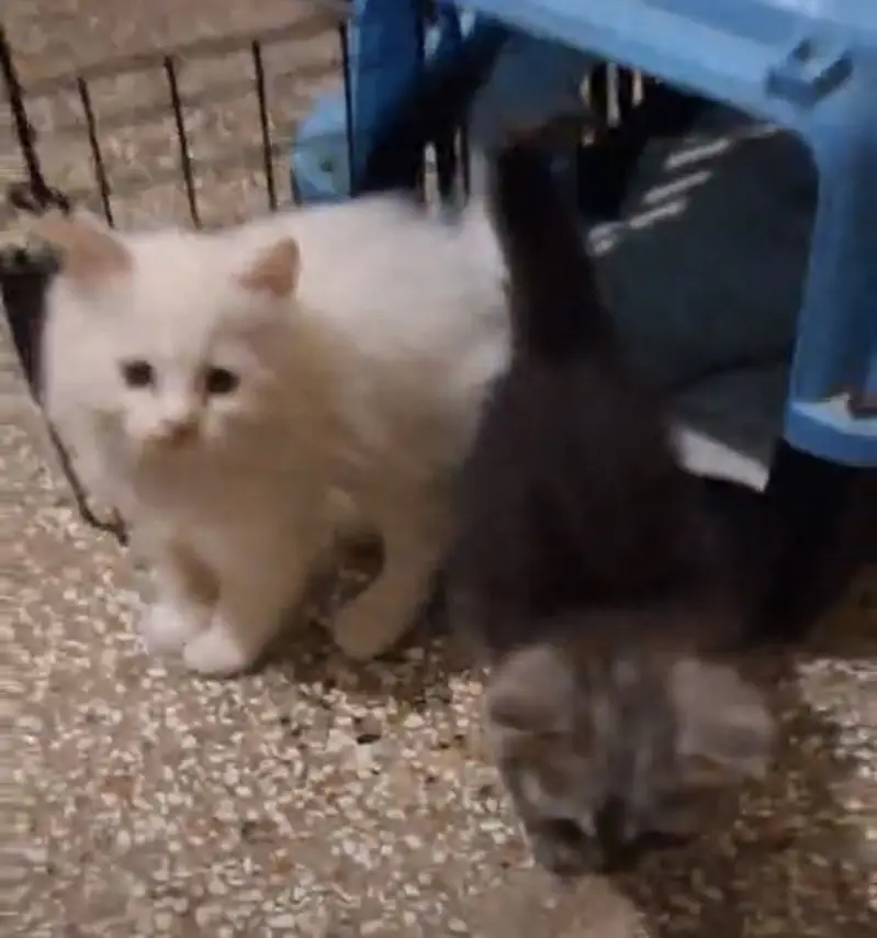 Triple coat Persian kittens — photo 3