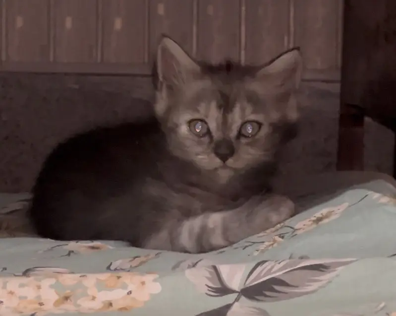 Triple coat Persian kittens — photo 4