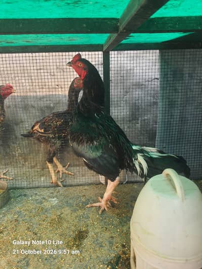 Aseel Hens/Lasani/Jawa/ Amroha for Sale with Mianwali Madi