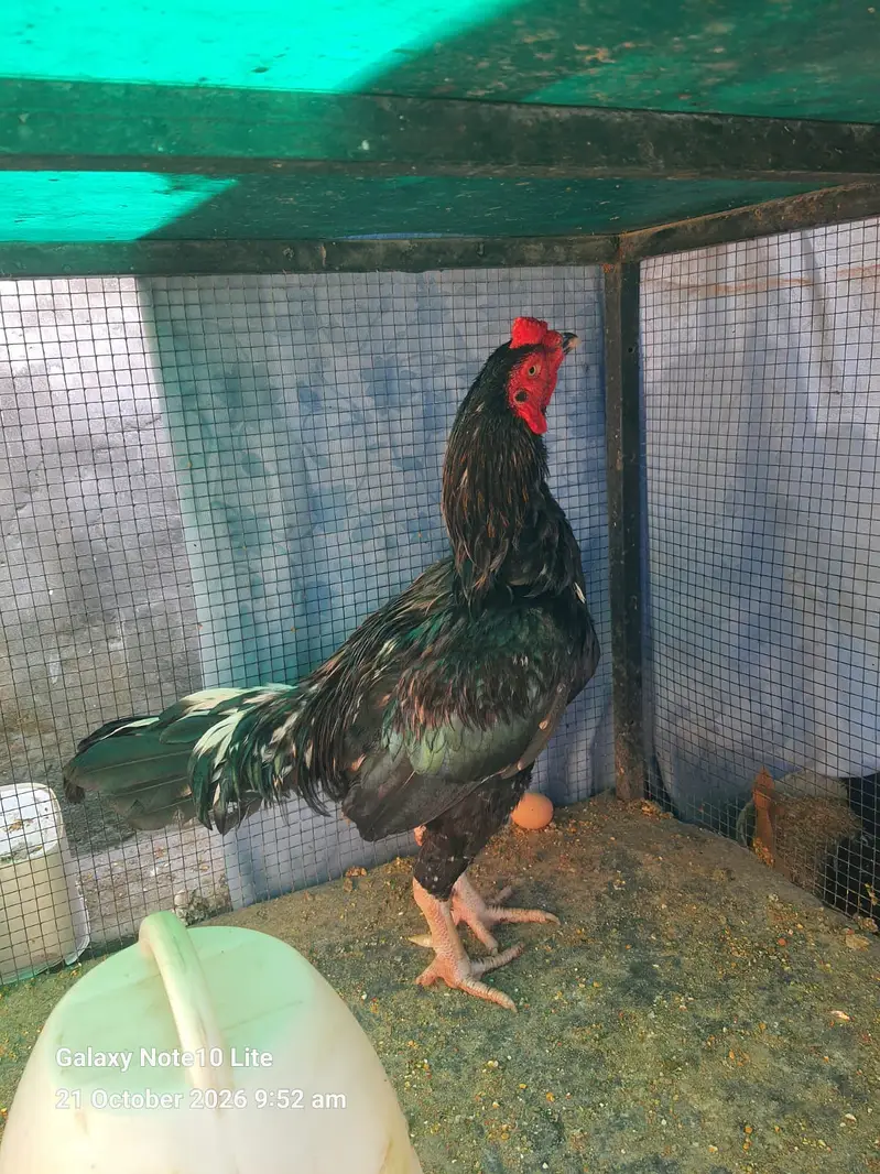 Aseel Hens/Lasani/Jawa/ Amroha for Sale with Mianwali Madi — photo 2