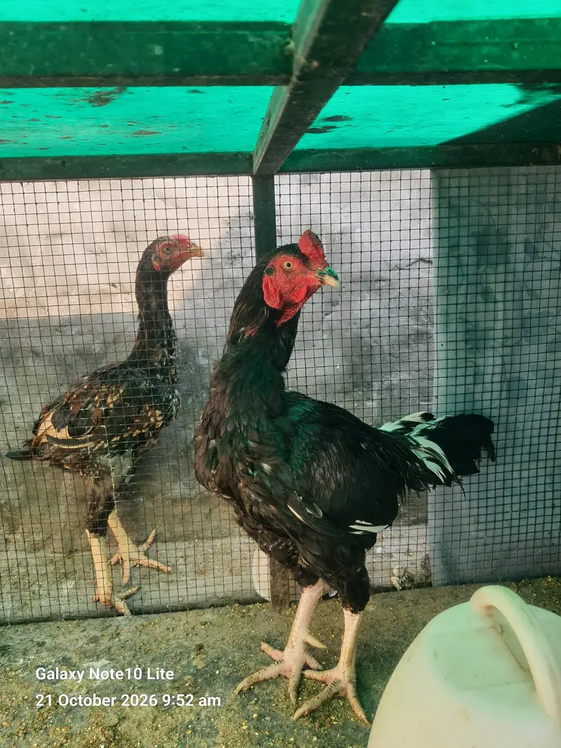 Aseel Hens/Lasani/Jawa/ Amroha for Sale with Mianwali Madi — photo 3