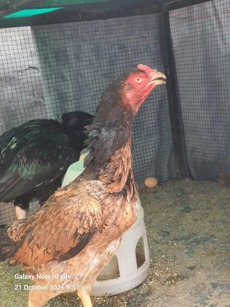 Aseel Hens/Lasani/Jawa/ Amroha for Sale with Mianwali Madi — photo 4