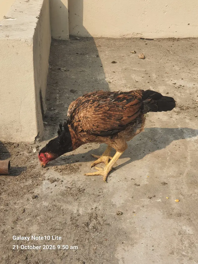 Aseel Hens/Lasani/Jawa/ Amroha for Sale with Mianwali Madi — photo 5