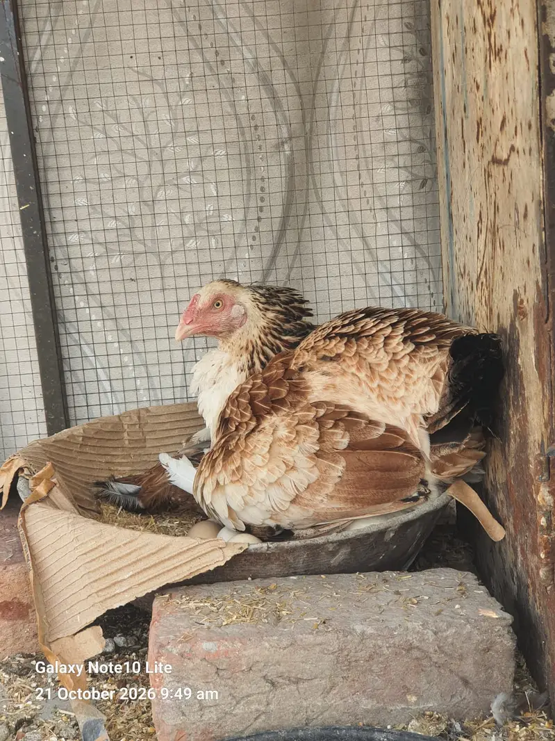Aseel Hens/Lasani/Jawa/ Amroha for Sale with Mianwali Madi — photo 6