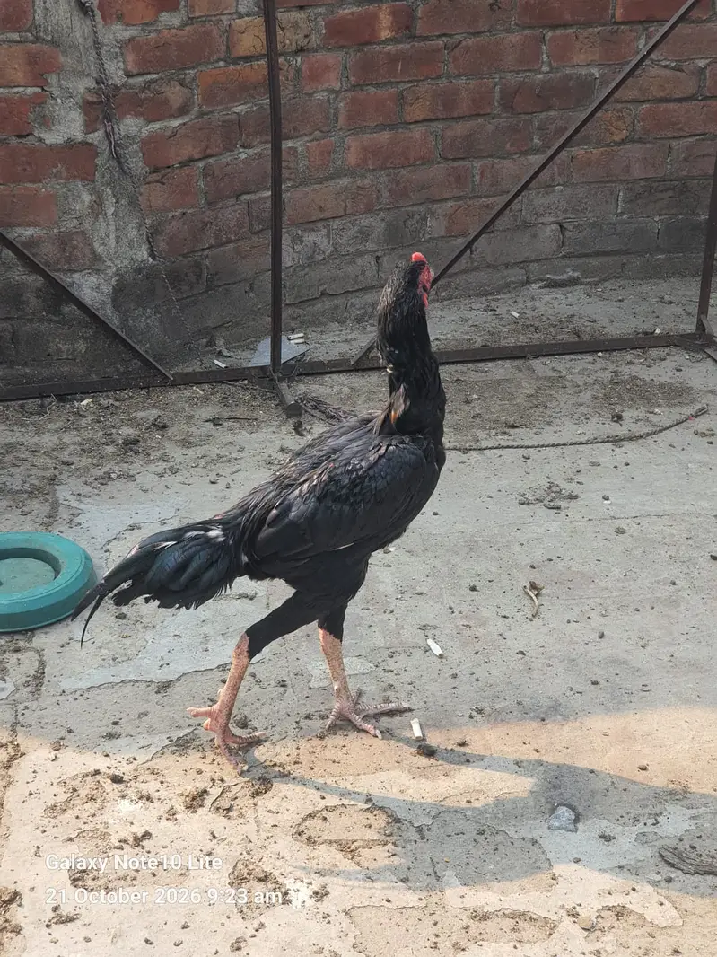 Aseel Hens/Lasani/Jawa/ Amroha for Sale with Mianwali Madi — photo 7