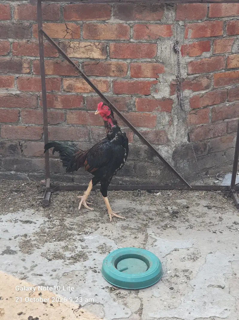 Aseel Hens/Lasani/Jawa/ Amroha for Sale with Mianwali Madi — photo 8