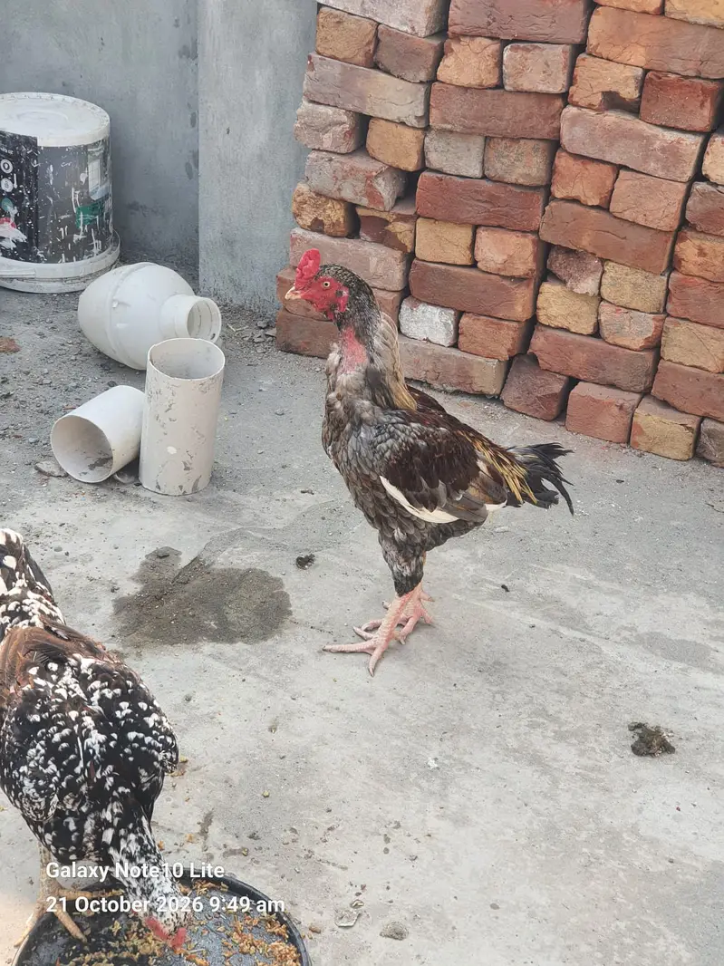 Aseel Hens/Lasani/Jawa/ Amroha for Sale with Mianwali Madi — photo 9
