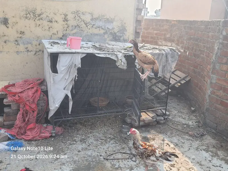 Aseel Hens/Lasani/Jawa/ Amroha for Sale with Mianwali Madi — photo 10