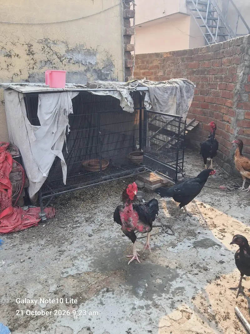 Aseel Hens/Lasani/Jawa/ Amroha for Sale with Mianwali Madi — photo 11