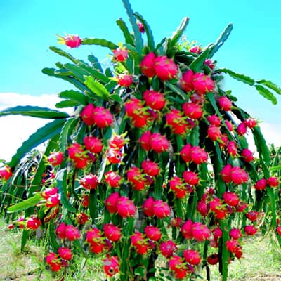 Dragon Fruit Plants Available