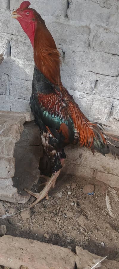 shamo Caro's me hai jis ne ly na ho is num phr call kr ly 03068520749