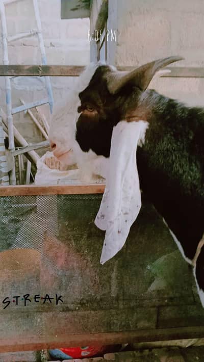 kamori bredar bakra
