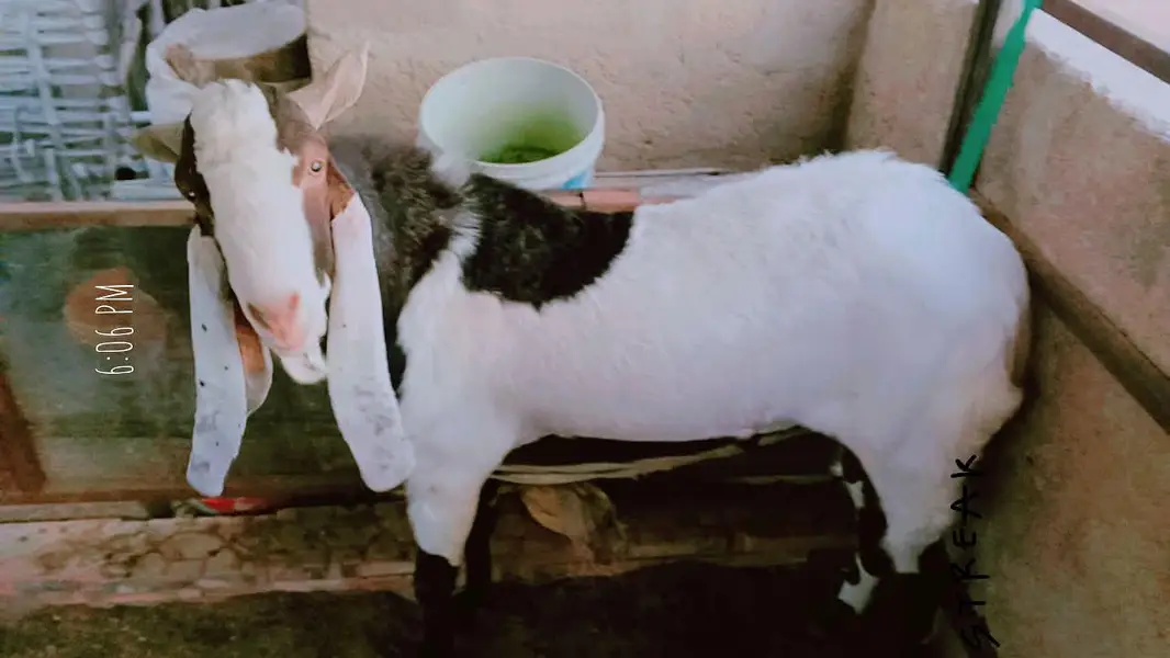 kamori bredar bakra — photo 2