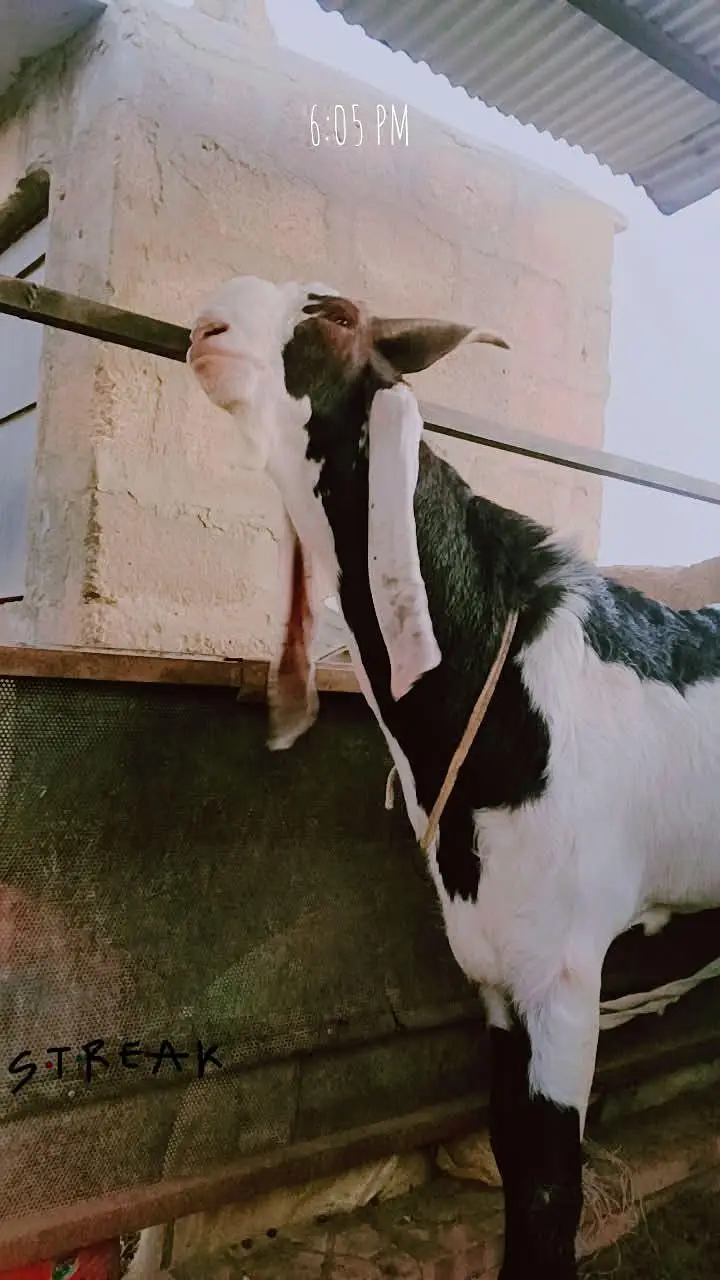 kamori bredar bakra — photo 3