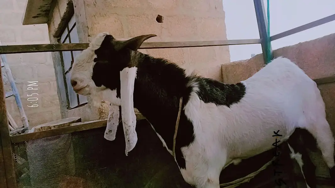 kamori bredar bakra — photo 4