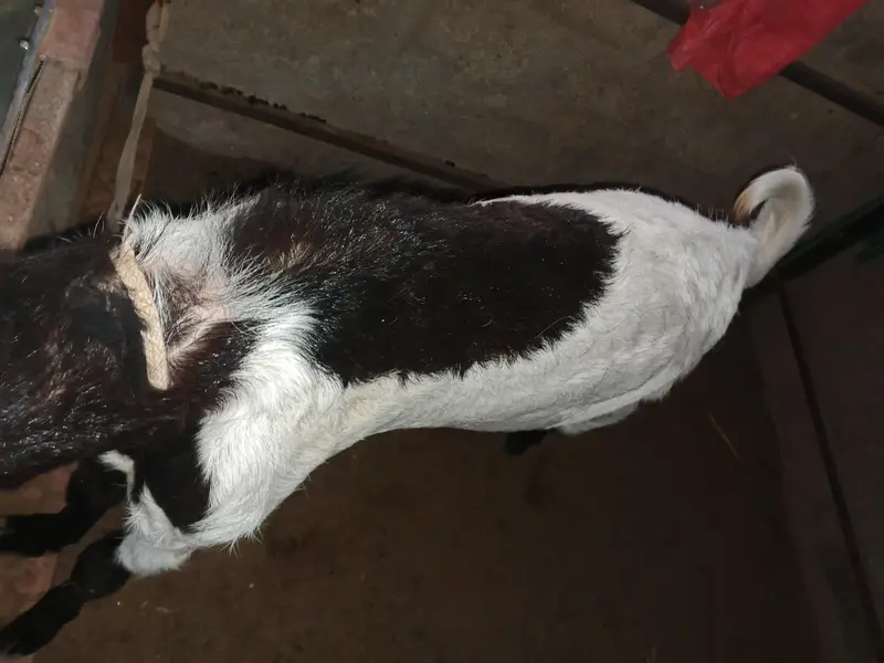 kamori bredar bakra — photo 5