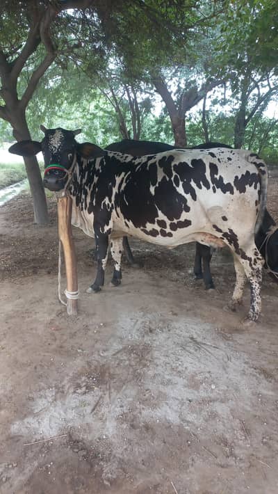 Cross Ghr ke Cow for sale