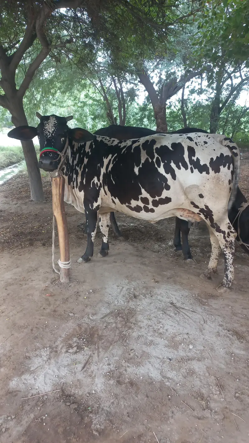 Cross Ghr ke Cow for sale