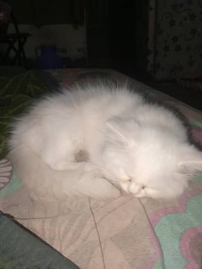persion kittens