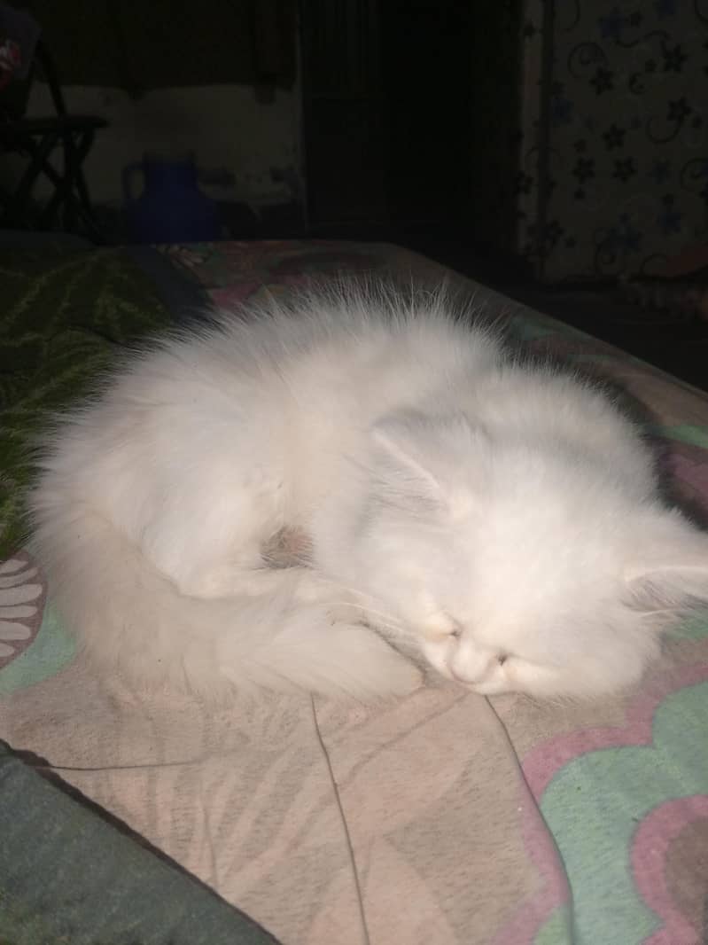 persion kittens 0