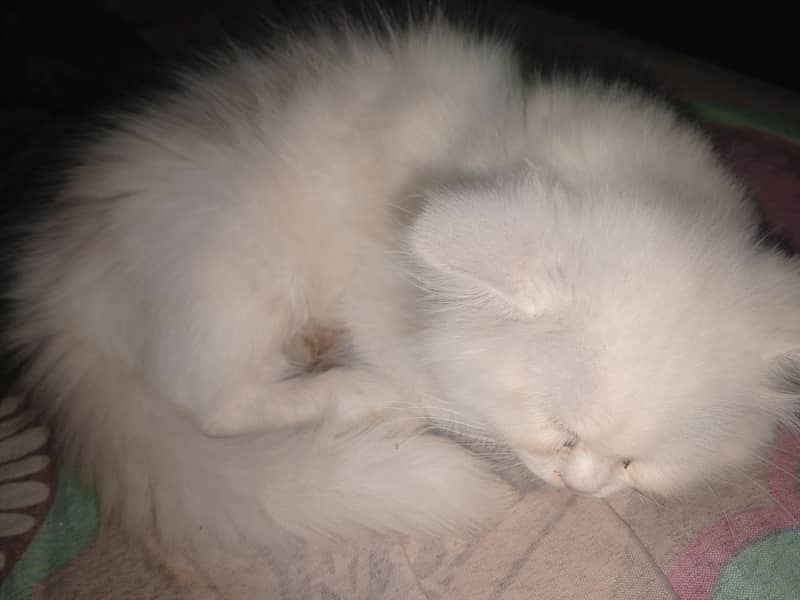 persion kittens 1