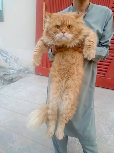 persion cat 3cort