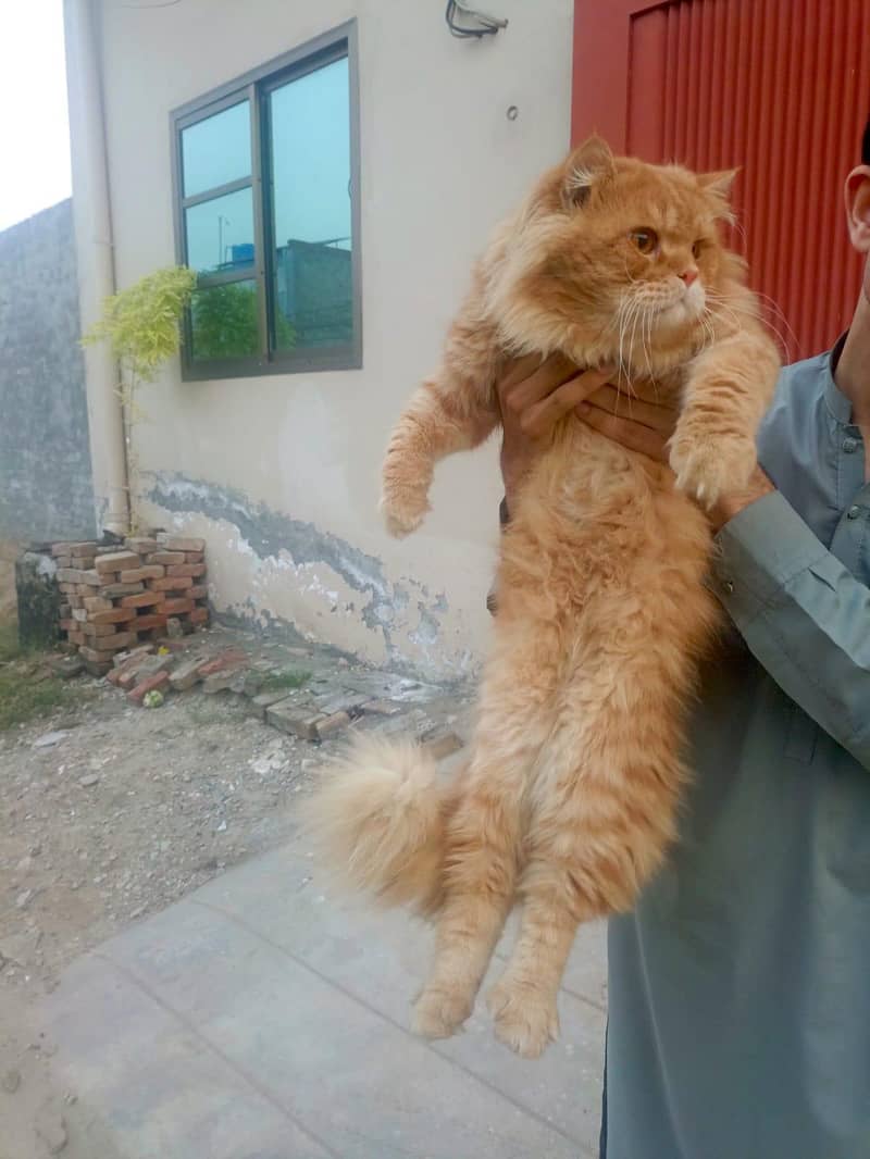 persion cat 3cort 1