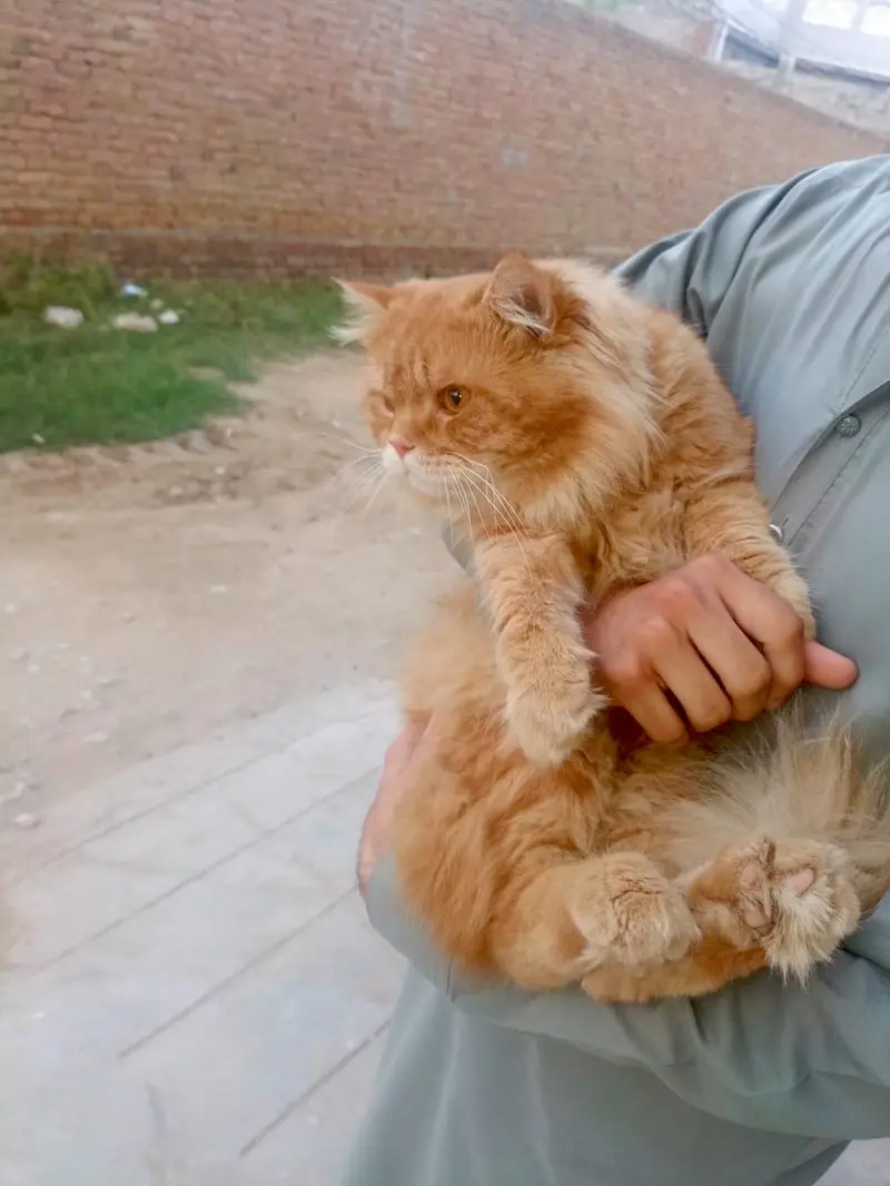 persion cat 3cort — photo 3