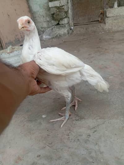 Parrot Beak