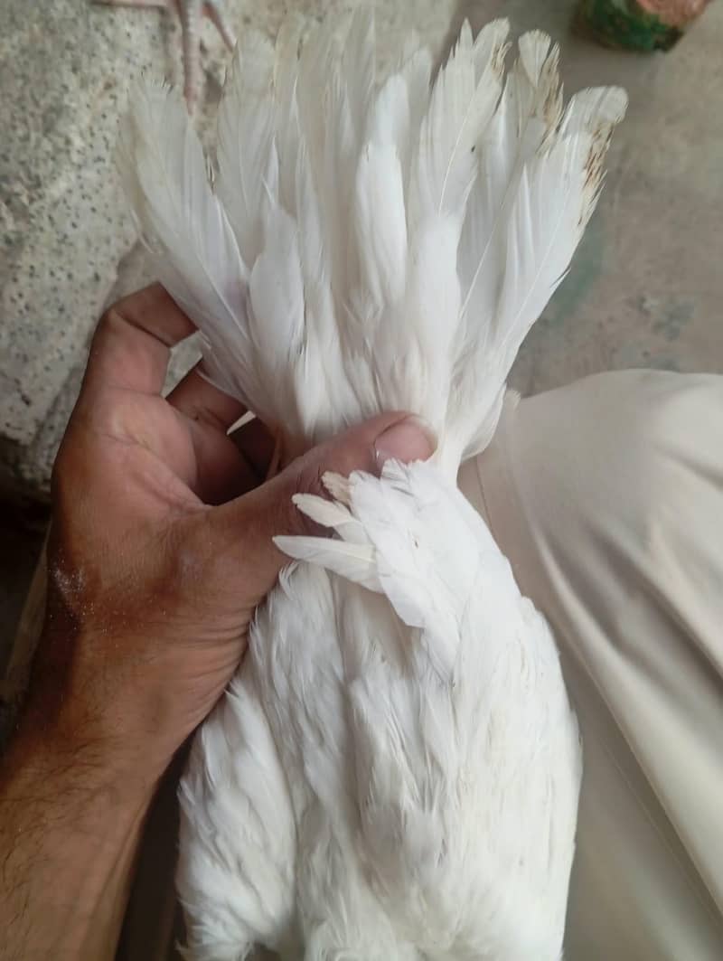 Parrot Beak 3