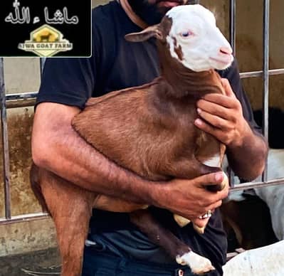 Teda bakra