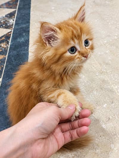 Golden Persian Princess Sheru for Sale