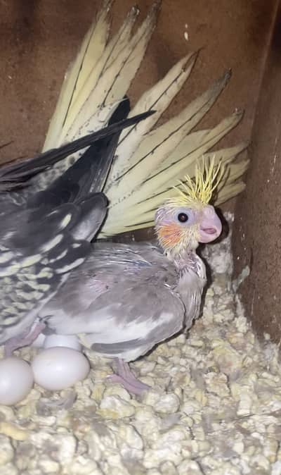 Beautiful Colour Cocktail Chick for tame