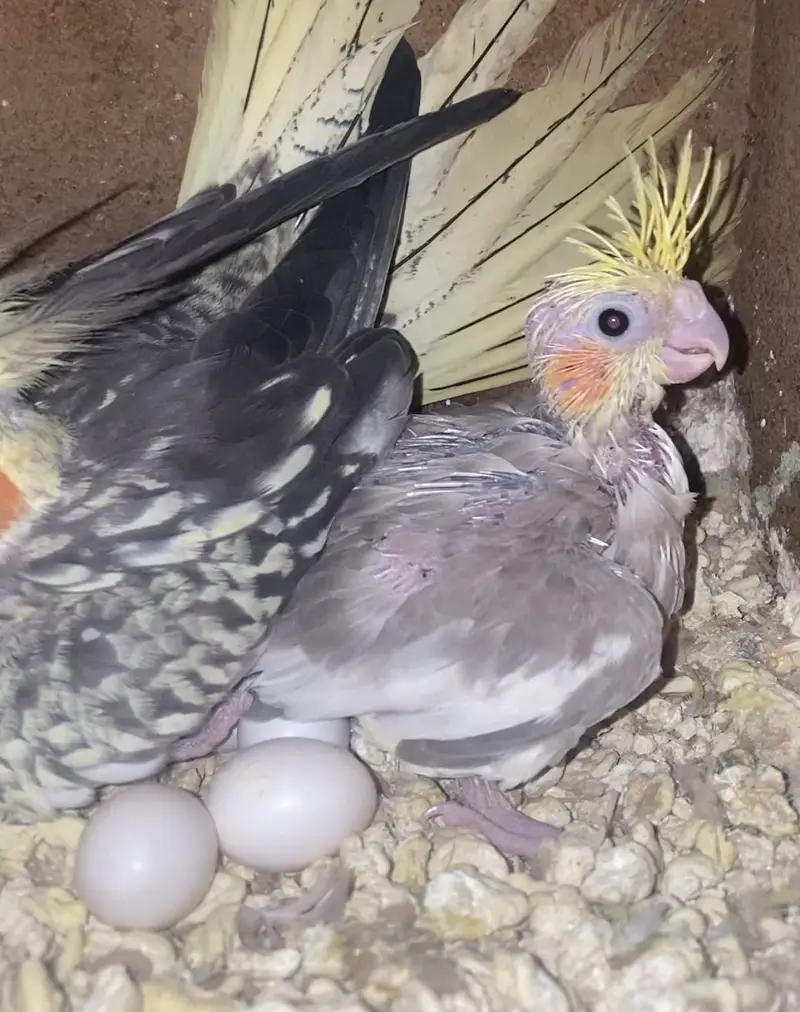 Beautiful Colour Cocktail Chick for tame — photo 2